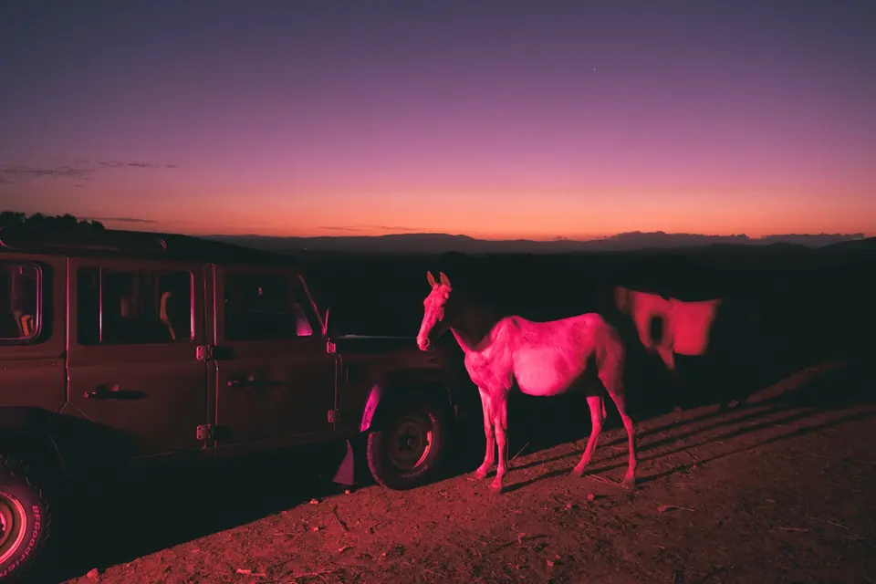 Caballo iluminado con luz roja de noche junto a un todoterreno